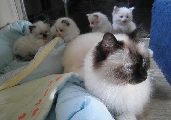 maman Holly et ses chatons  - 5 semaines - Chatterie Ragdolls du Val de Beauvoir